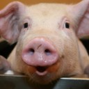 สมาชิกหมายเลข 1240234