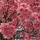 สมาชิกหมายเลข 2069736