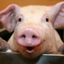 สมาชิกหมายเลข 2877176