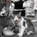 สมาชิกหมายเลข 1663656