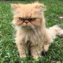 สมาชิกหมายเลข 1753508