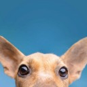 สมาชิกหมายเลข 2273744