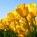 สมาชิกหมายเลข 1437666