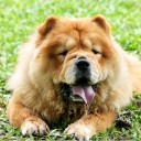 หมาตุ้ย