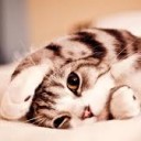 แมวตะวัน