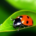 เต่าทองสีส้ม