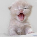 สมาชิกหมายเลข 1093205