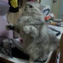 หนุ่มดอยเต่ามันเข้ามาจอย