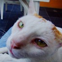 หมูอะไรมีแมวเป็นนาย