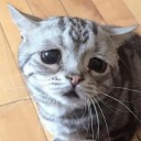 ทาสแมวตาโต