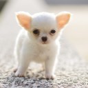 สมาชิกหมายเลข 2196506