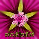 สมาชิกหมายเลข 705257