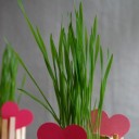 คาแคสเซีย