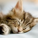 สมาชิกหมายเลข 847711