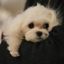 นายต๊อกต๋อย