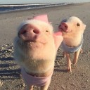 สมาชิกหมายเลข 1190439