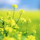 สมาชิกหมายเลข 1651472