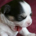 ฟ้ากว้างทุ่งหญ้าเขียว