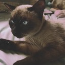 สมาชิกหมายเลข 1067121