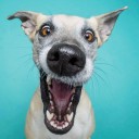 สมาชิกหมายเลข 2058890