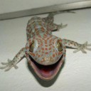 เค้าเรียกผมว่าไอ้ปลวก