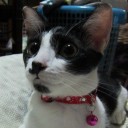 Classy Cat