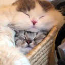 สมาชิกหมายเลข 843262