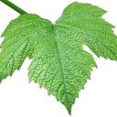 สมาชิกหมายเลข 1103515