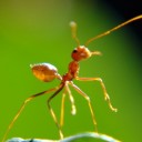 สมาชิกหมายเลข 2244316