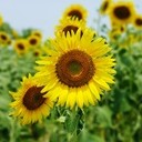 ลูกหินสีชมพู