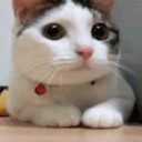 สมาชิกหมายเลข 850882