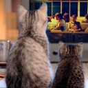 สมาชิกหมายเลข 2485492