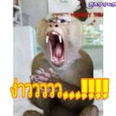 สมาชิกหมายเลข 2886416