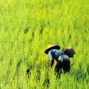 ลูกทุเรียน