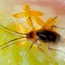 สมาชิกหมายเลข 1163788