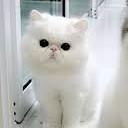 สมาชิกหมายเลข 2099485