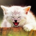 น้องแมวเริงร่า