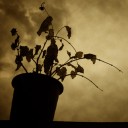 สมาชิกหมายเลข 2100263