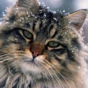 สมาชิกหมายเลข 2100784