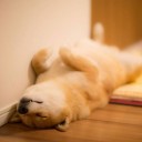 สมาชิกหมายเลข 2026411