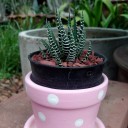 สมาชิกหมายเลข 3243508