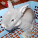 ปลาวาฬใหญ่