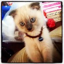 นักดาบมังกร