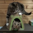 สมาชิกหมายเลข 1272950