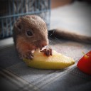 สมาชิกหมายเลข 2889724