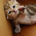 แมวน้อยขอกินนม