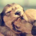 สมาชิกหมายเลข 1393393