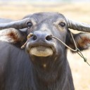 สมาชิกหมายเลข 855353