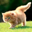 นู๋มะตูม