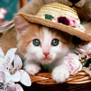 สมาชิกหมายเลข 2194404